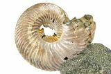 Iridescent Pyritized Ammonite (Quenstedticeras) Fossil Display #368843-1